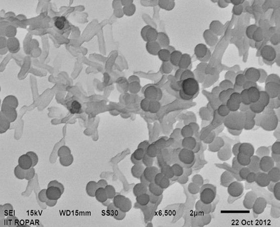 Pediococcus acidilactici - Sức mạnh của vi khuẩn probiotic trong thủy sản 5 pediococcus-acidilactici-suc-manh-cua-vi-khuan-probiotic-trong-nuoi-trong-thuy-san
