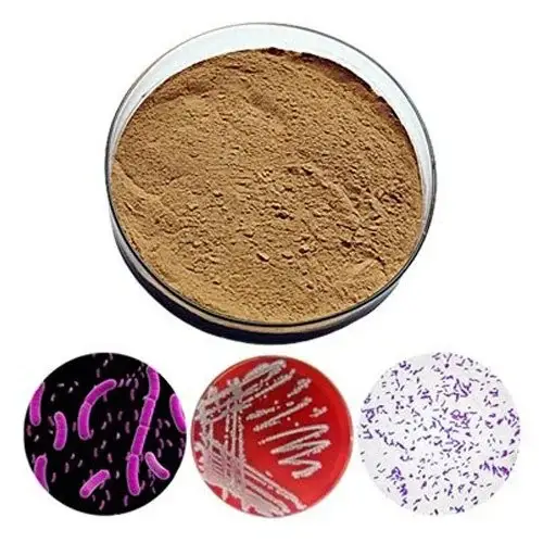 Vai trò của lợi khuẩn Bacillus Licheniformis trong chăn nuôi và nuôi trồng thủy hải sản 2 Bacillus-Licheniformis