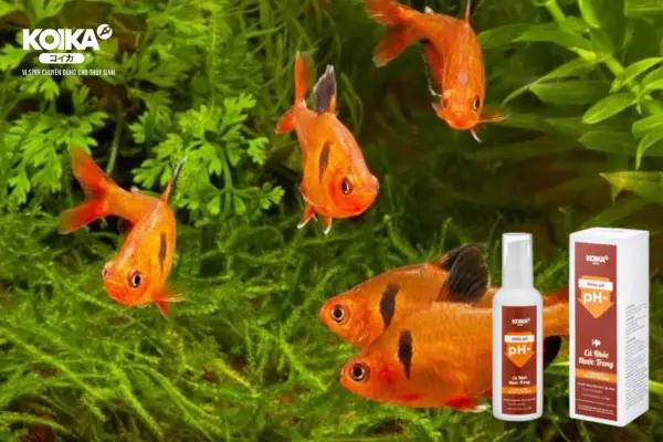 Cách giữ độ pH ổn định cho hồ cá cảnh 4 cach-giu-on-dinh-do-ph-cho-ho-ca-canh-2