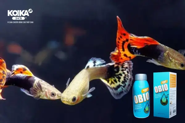 Tìm hiểu về dòng men vi sinh cao cấp cho hồ cá 3 men-vi-sinh-cao-cap-cho-ho-ca-la-gi