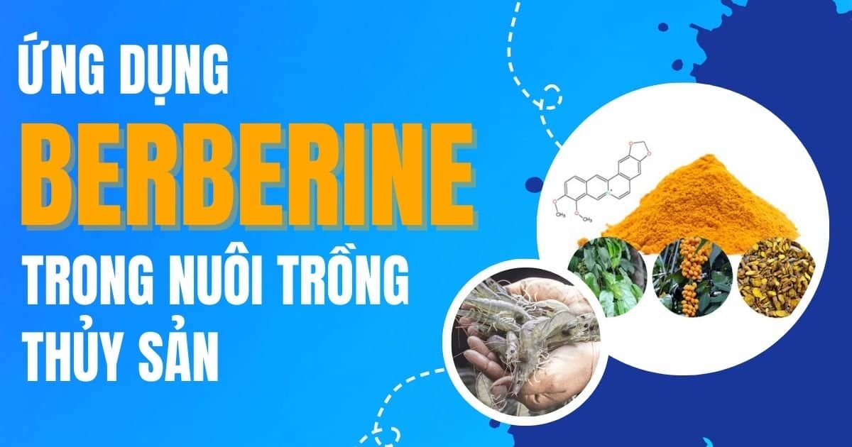 Ứng dụng Berberine (chiết xuất từ cây hoàng đằng) trong nuôi trồng thủy sản 1 ung-dung-berberin-chiet-xuat-tu-cay-hoang-dang-trong-nuoi-trong-thuy-san