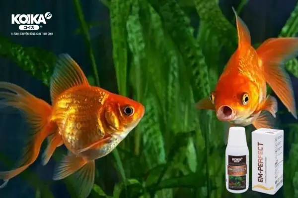 Bật mí về lợi ích không tưởng của dòng vi sinh EM - Perfect 3 vi-sinh-em-perfect-3