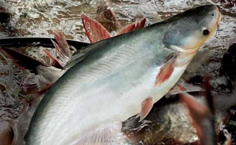 Top 5 loại cá thương phẩm phổ biến 2 ca-tra
