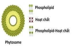Công nghệ Phytosome® là gì? Ứng dụng của Phytosome® trong chiết xuất các loại thảo dược (cao dược liệu) 2 cau-tao-cua-phytosome