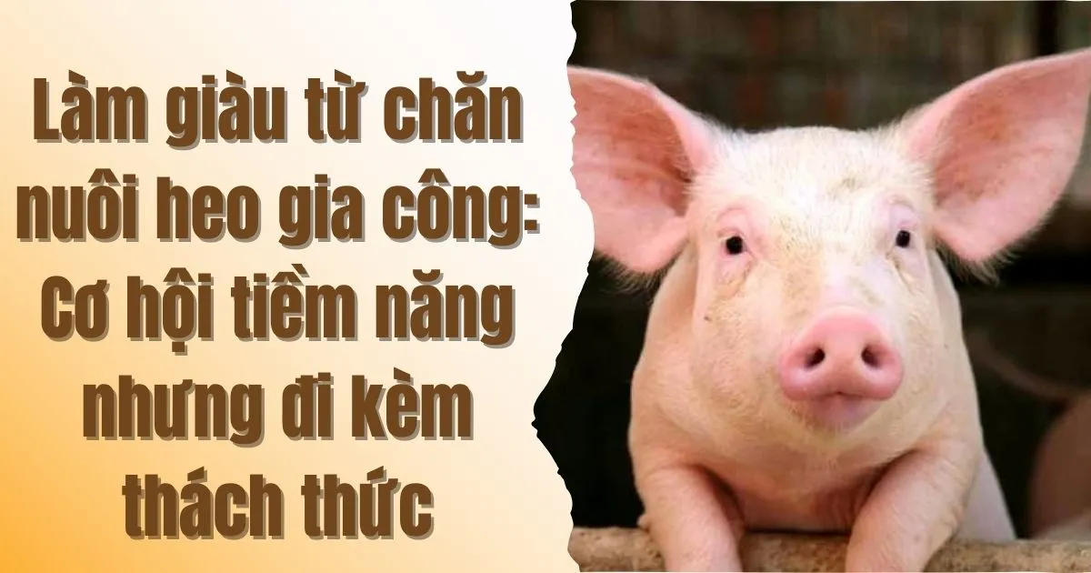 Làm giàu từ chăn nuôi heo gia công: Cơ hội tiềm năng nhưng đi kèm thách thức 3 lam-giau-tu-chan-nuoi-heo-gia-cong