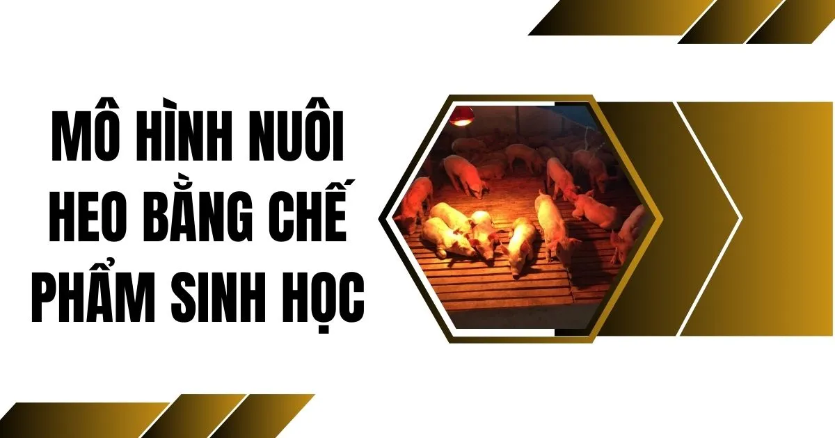 mo-hinh-nuoi-heo-bang-che-pham-sinh-hoc