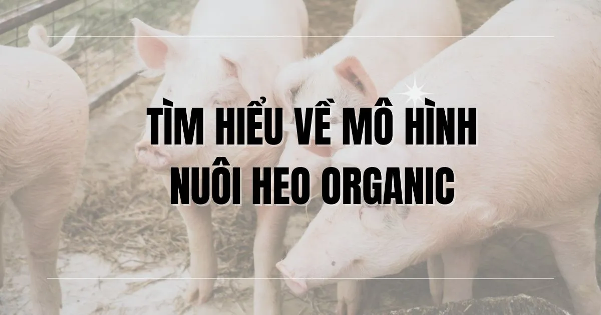 Mô hình nuôi heo organic: Giải pháp bền vững cho ngành chăn nuôi 1 mo-hinh-nuoi-heo-organic