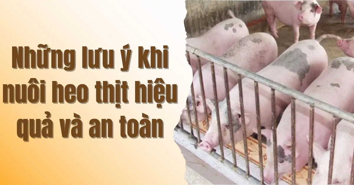 Những lưu ý khi nuôi heo thịt hiệu quả và an toàn 2 nhung-luu-y-khi-nuoi-heo-thit-hieu-qua-va-an-toan