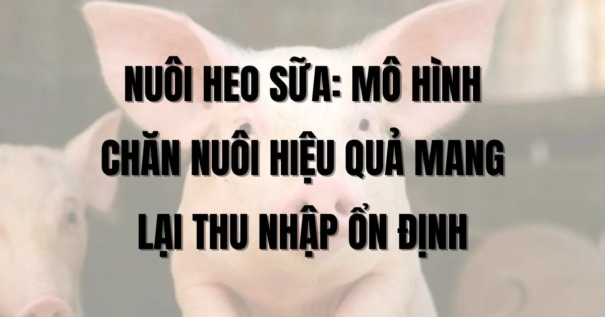 nuoi-heo-sua-mo-hinh-chan-nuoi-hieu-qua