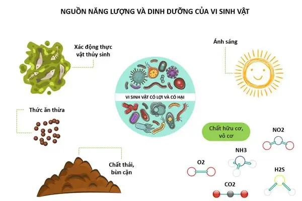 Vai trò của trực khuẩn Bacillus Subtilis đối với ngành nuôi trồng thủy sản 4 tac-dong-cua-bacillus-subtilis-doi-voi-dong-vat-thuy-san