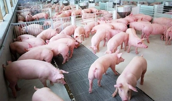 Mô hình nuôi heo organic: Giải pháp bền vững cho ngành chăn nuôi 2 uu-diem-cua-nuoi-heo-organic