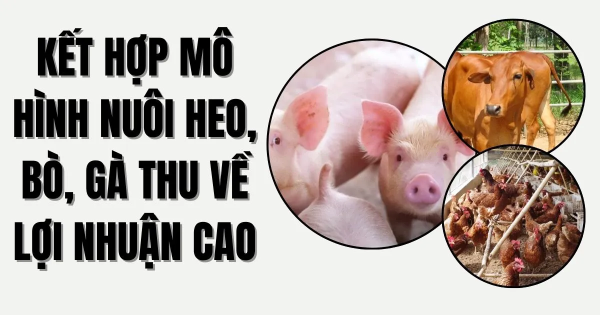 mo-hinh-nuoi-heo-bo-ga