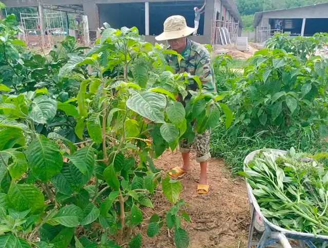 nhuoc-diem-mo-hinh-nuoi-heo-bang-thao-moc