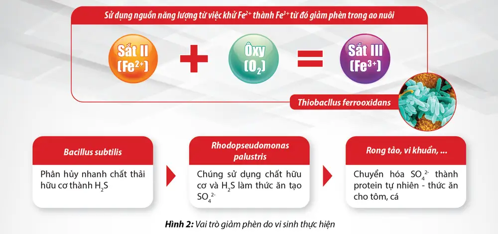 Tổng quan về Vi sinh khử phèn Thiobacillus Spp 5 co-che-ha-phen-cua-nhom-vi-sinh-khu-phen-thiobacillus-spp