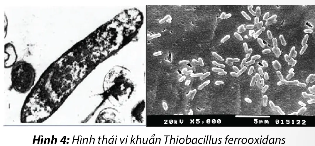Tổng quan về Vi sinh khử phèn Thiobacillus Spp 2 hinh-thai-vi-khuan-thiobacillus