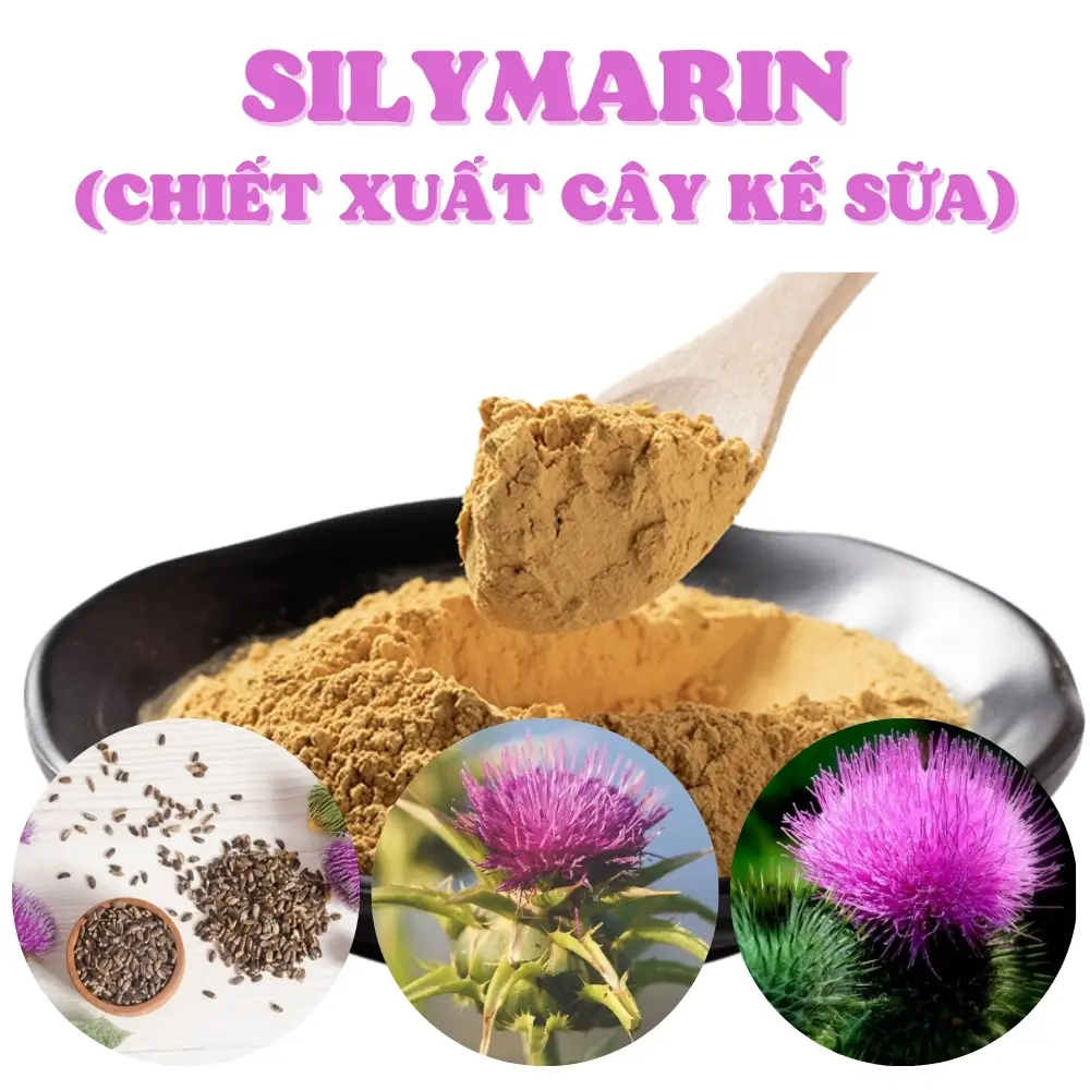 Công nghệ Phytosome® là gì? Ứng dụng của Phytosome® trong chiết xuất các loại thảo dược (cao dược liệu) 4 silymarin-chiet-xuat-cay-ke-sua-milk-thistle-extract