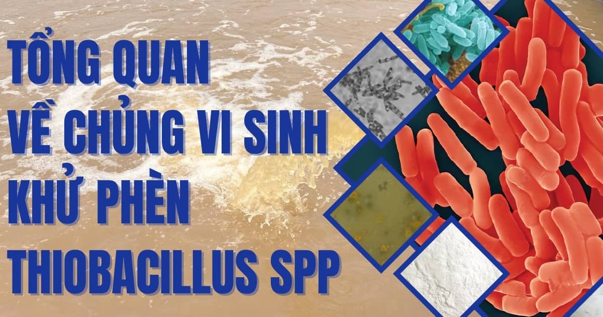 Tổng quan về Vi sinh khử phèn Thiobacillus Spp 1 tong-quan-ve-vi-sinh-khu-phen-thiobacillus-spp