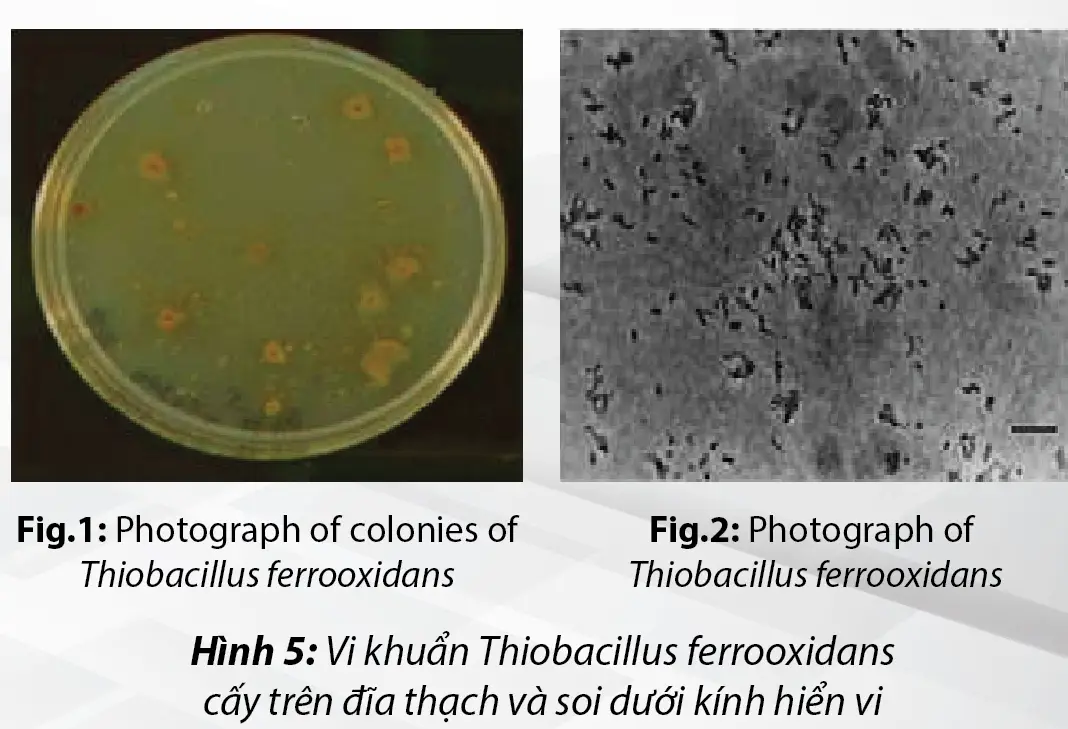 Tổng quan về Vi sinh khử phèn Thiobacillus Spp 3 vi-khuan-thiobacillus-cay-tren-dia-thach-va-soi-duoi-kinh-hien-vi