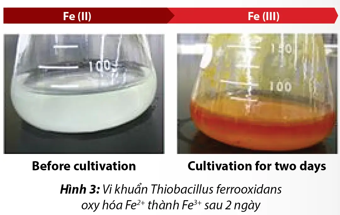 Tổng quan về Vi sinh khử phèn Thiobacillus Spp 6 vi-sinh-khu-phen-thiobacillus-spp-oxy-hoa-fe-2-thanh-fe-3-sau-2-ngay