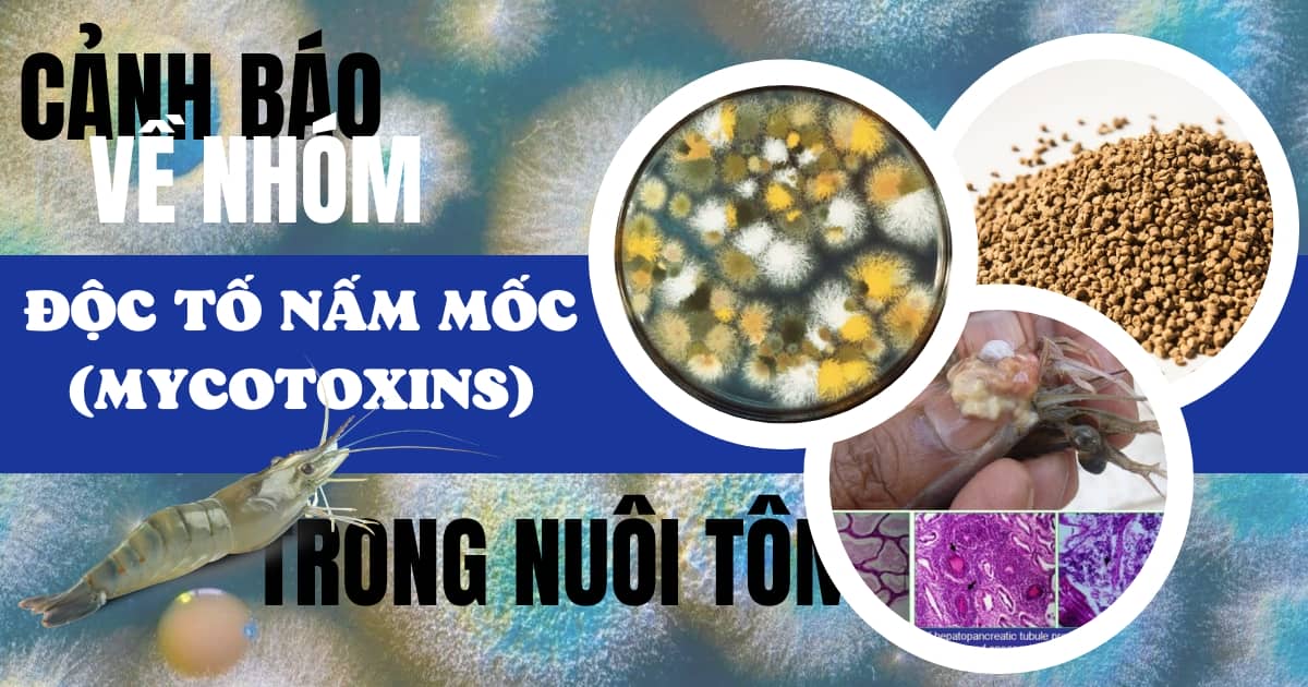 canh-bao-ve-nhom-doc-to-nam-moc-mycotoxins-trong-nuoi-tom