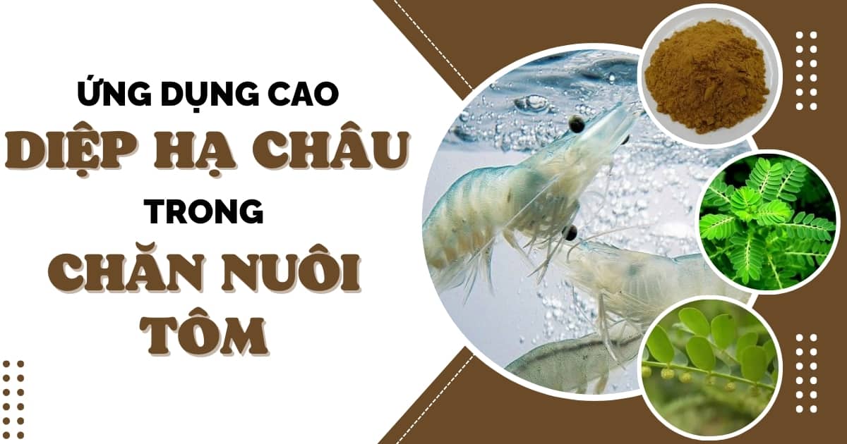 Ứng dụng Cao Diệp Hạ Châu trong chăn nuôi tôm 1 ung-dung-cao-diep-ha-chau-trong-chan-nuoi-tom