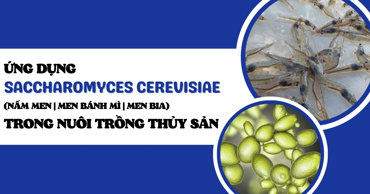 Ứng dụng nấm men Saccharomyces Cerevisiae trong nuôi trồng thủy sản 1 ung-dung-saccharomyces-cerevisiae-nam-men-men-banh-mi-men-bia-trong-nuoi-trong-thuy-san