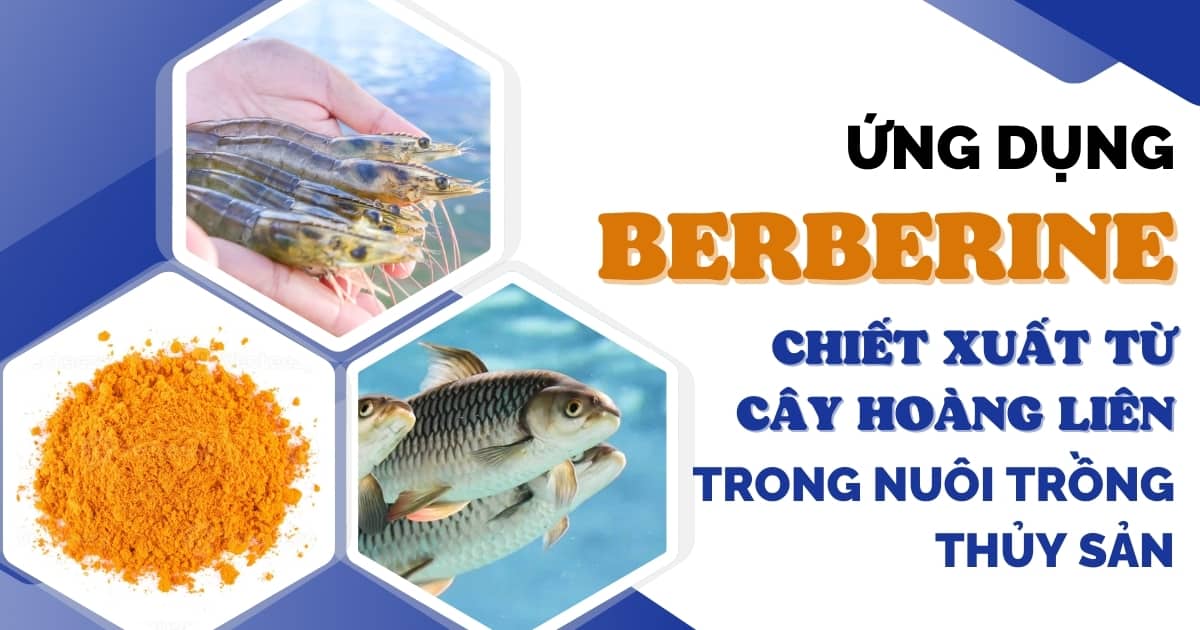 Ứng dụng Berberine | Chiết xuất từ cây Hoàng Liên trong nuôi trồng thủy sản 1 berberine-va-ung-dung-berberine-chiet-xuat-tu-cay-hoang-lien-trong-nuoi-trong-thuy-san