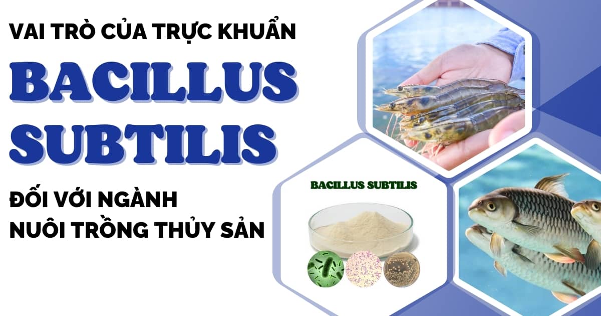 Vai trò của trực khuẩn Bacillus Subtilis đối với ngành nuôi trồng thủy sản 1 vai-tro-cua-truc-khuan-bacillus-subtilis-doi-voi-nganh-nuoi-trong-thuy-san