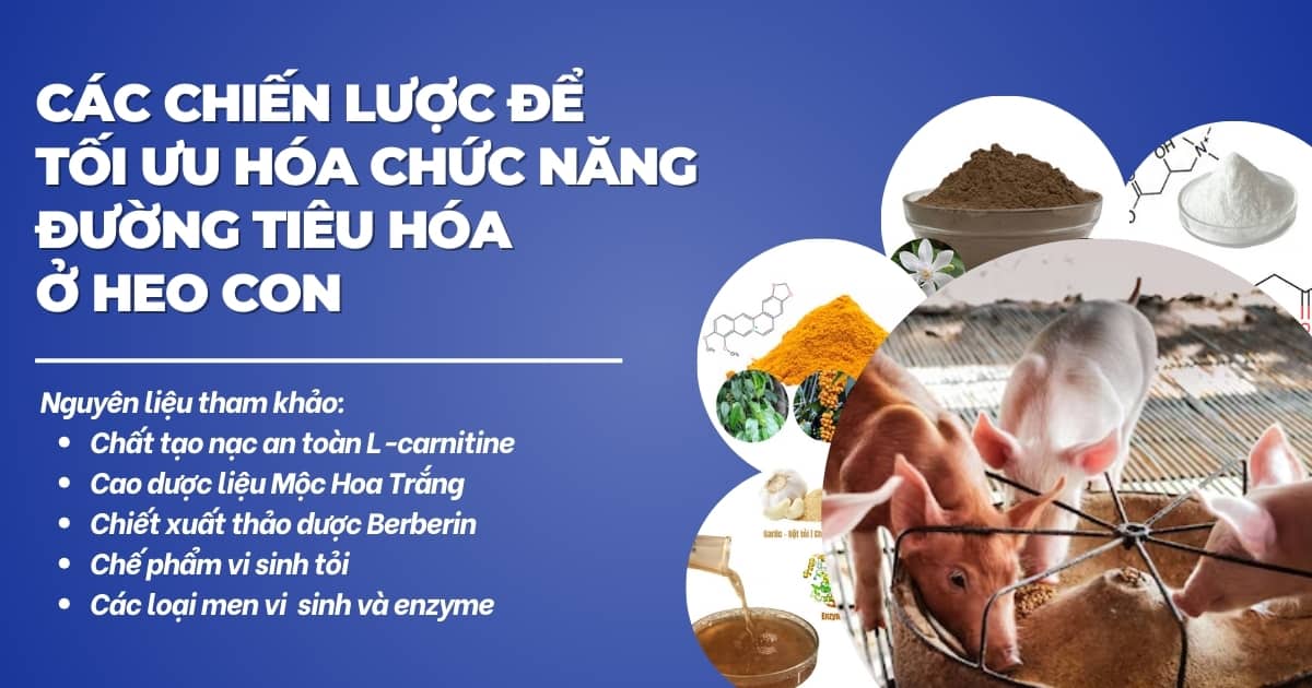 Các chiến lược để tối ưu hóa chức năng đường tiêu hóa ở heo con 1 cac-chien-luoc-de-toi-uu-hoa-chuc-nang-duong-tieu-hoa-o-heo-con