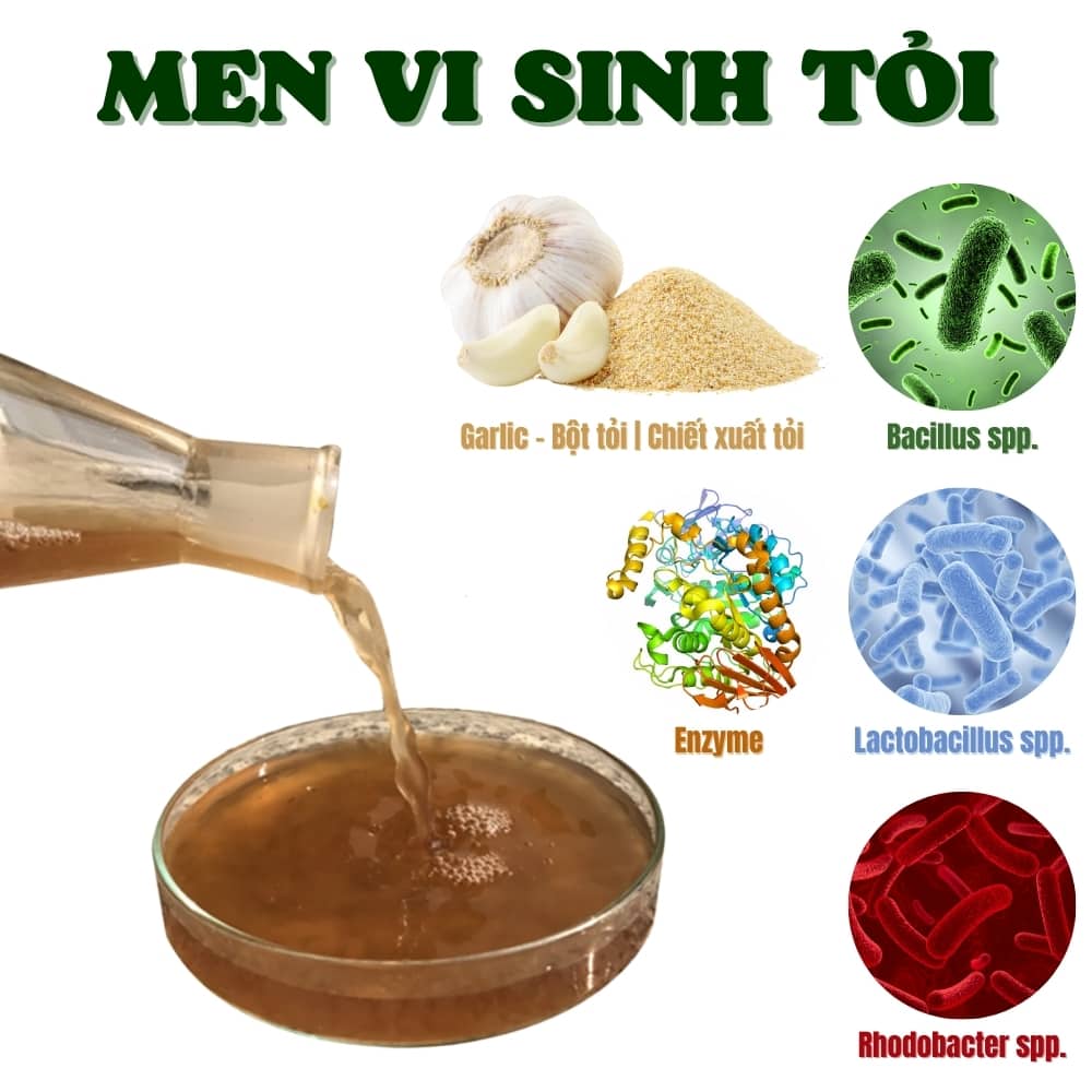 Các chiến lược để tối ưu hóa chức năng đường tiêu hóa ở heo con 7 che-pham-vi-sinh-toi-men-vi-sinh-toi-ket-hop-vi-sinh-va-toi-tuoi
