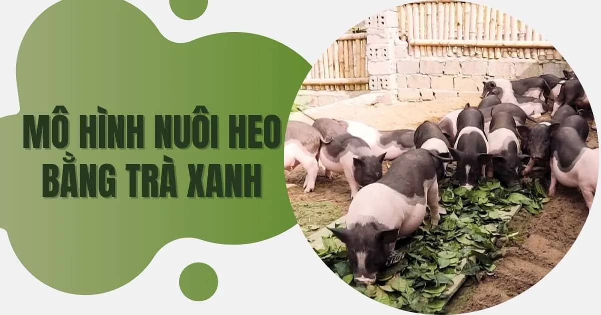mo-hinh-nuoi-heo-bang-tra-xanh