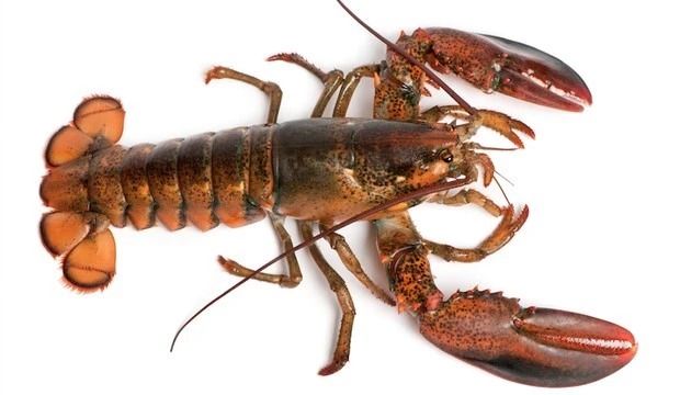 Hướng dẫn chi tiết cách nuôi tôm hùm từ A đến Z 2 tom-hum-lobster