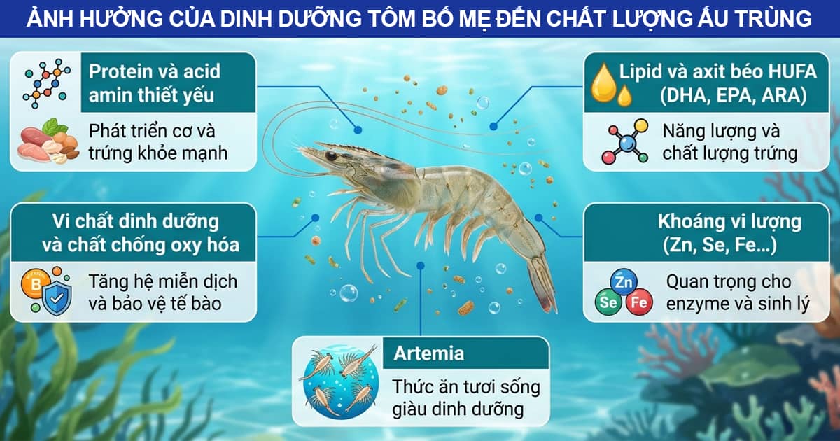 anh-huong-cua-dinh-duong-tom-bo-me-den-chat-luong-au-trung