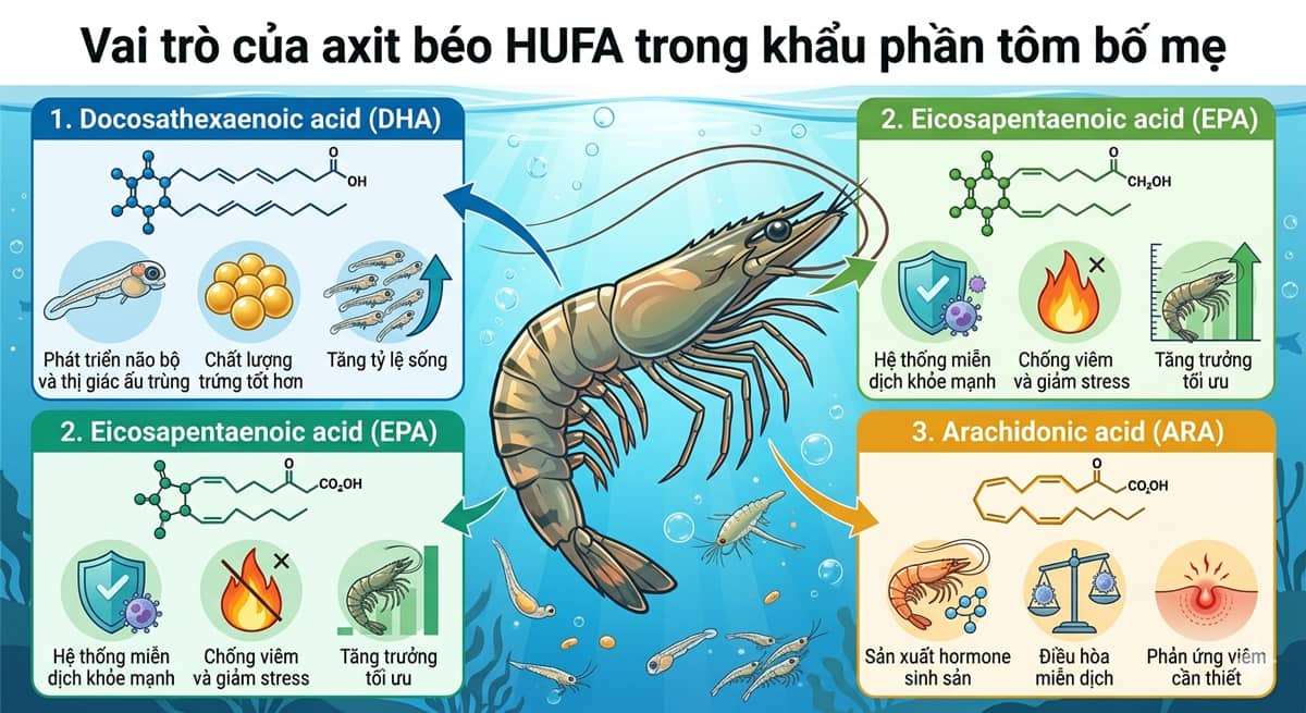 Vai trò của axit béo HUFA trong khẩu phần tôm bố mẹ 4 vai-tro-cua-cac-axit-beo-hufa-trong-khau-phan-tom-bo-me