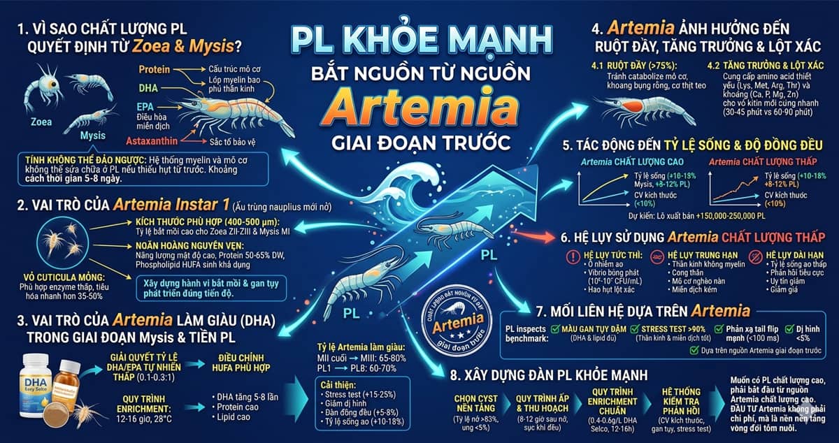 PL khỏe mạnh bắt nguồn từ nguồn Artemia giai đoạn trước 2 tom-pl-khoe-manh-bat-nguon-tu-nguon-artemia-giai-doan-truoc
